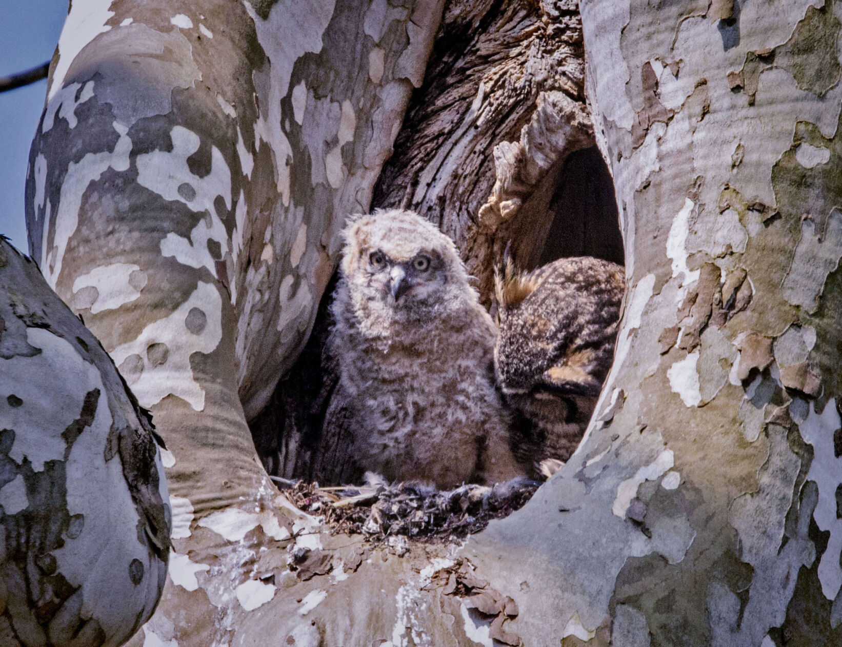 Mt Joy owls